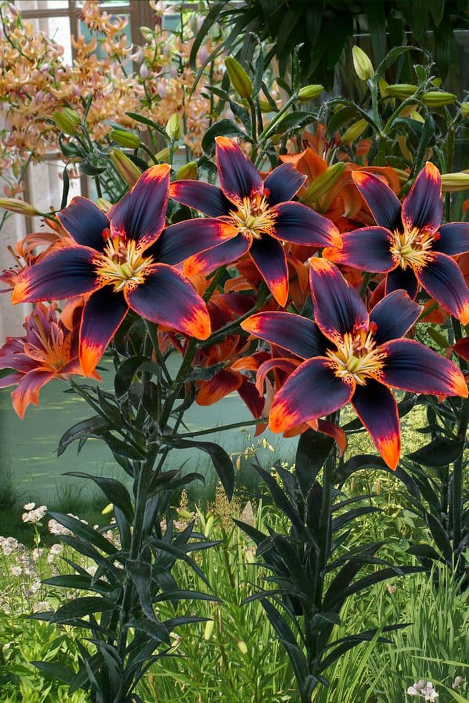 Lilium Forever Susan
