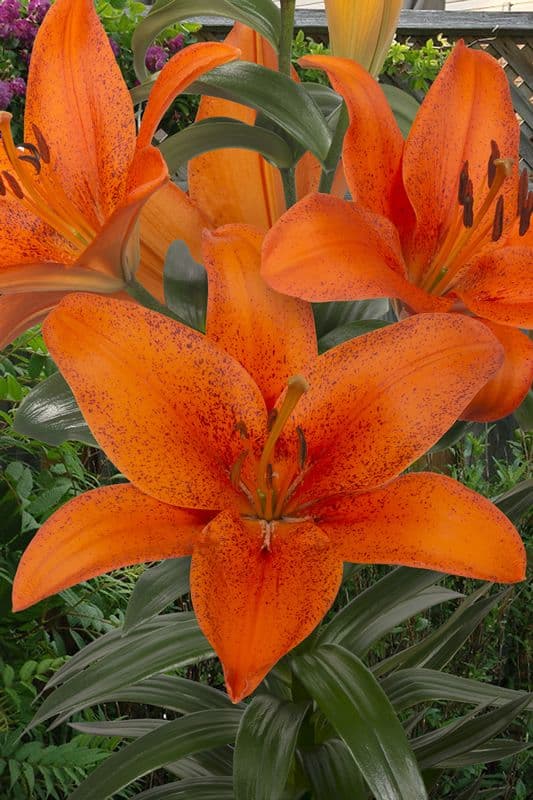 Lilium Foxley