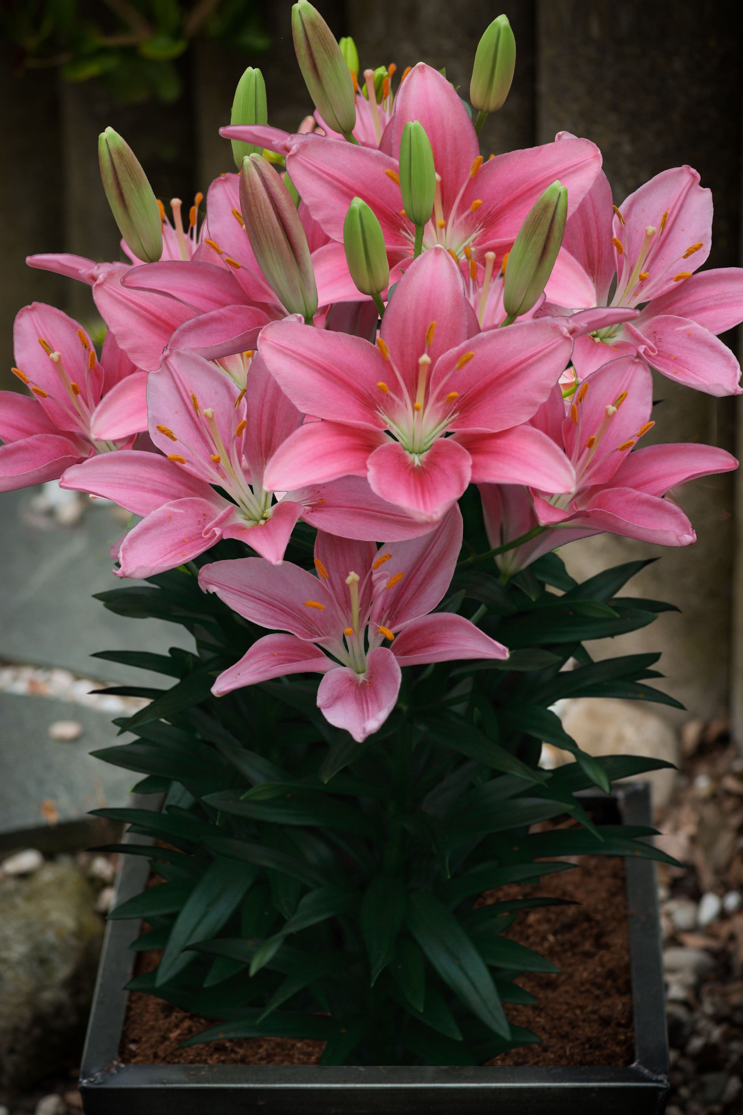 Lilium Foxtrot