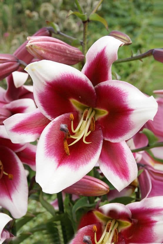 Lilium Friso