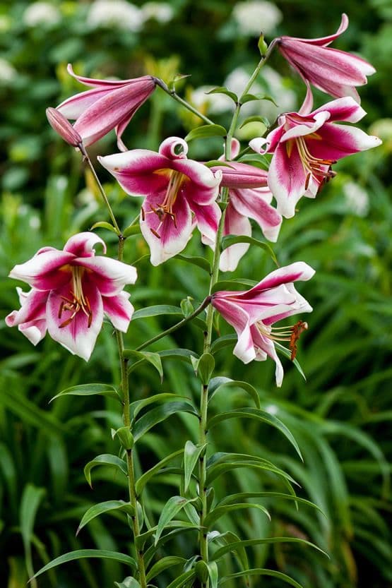 Lilium Friso