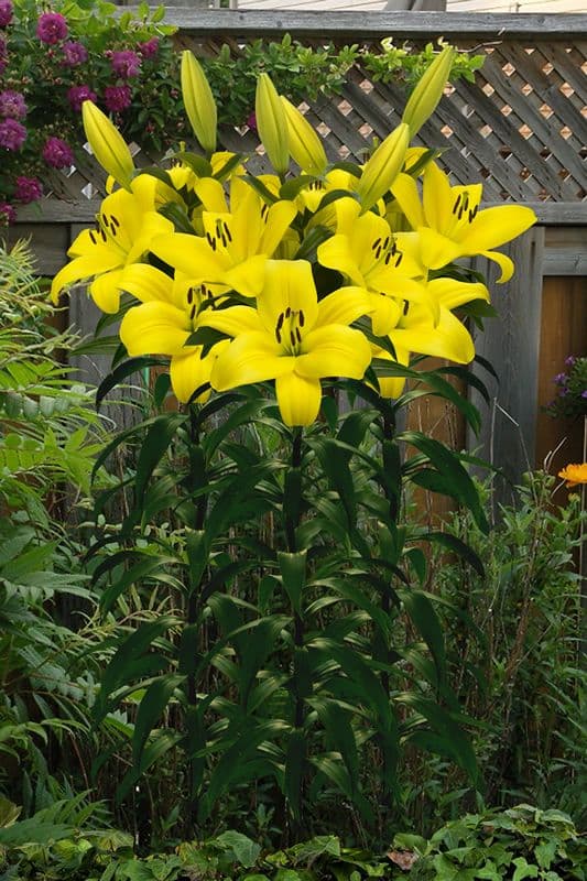 Lilium Fuenta