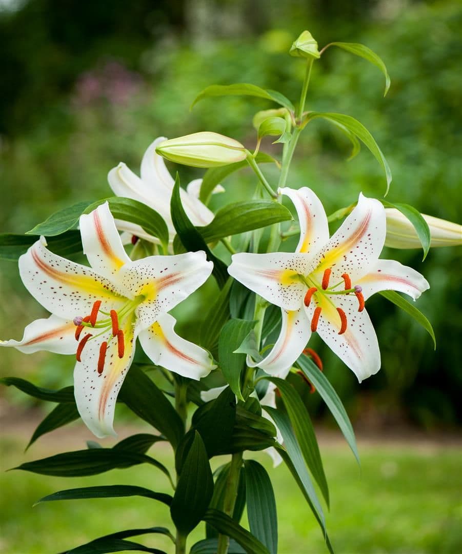 Lilium Garden Party