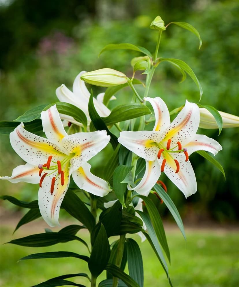 Lilium Garden Party