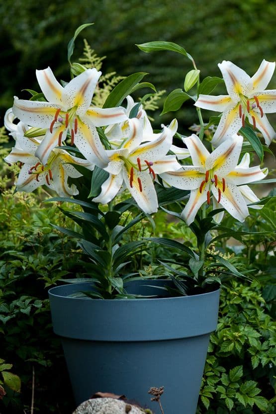 Lilium Garden Party