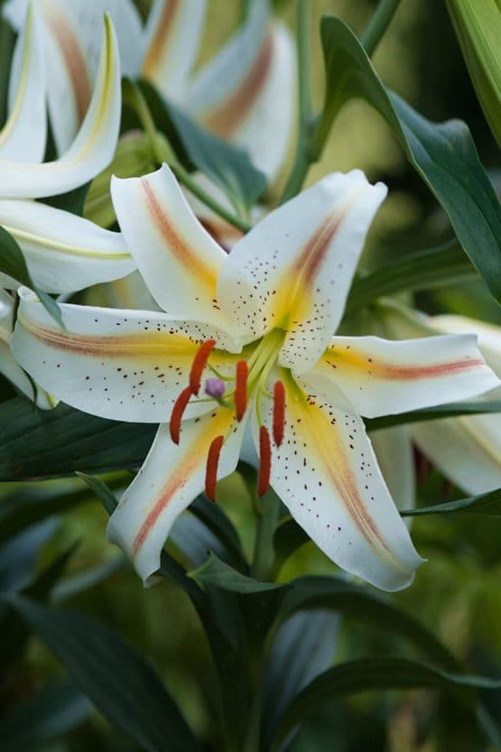 Lilium Garden Party