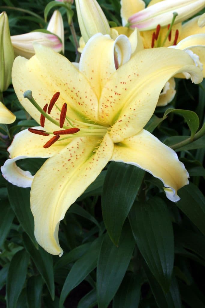 Lilium Gold Fever