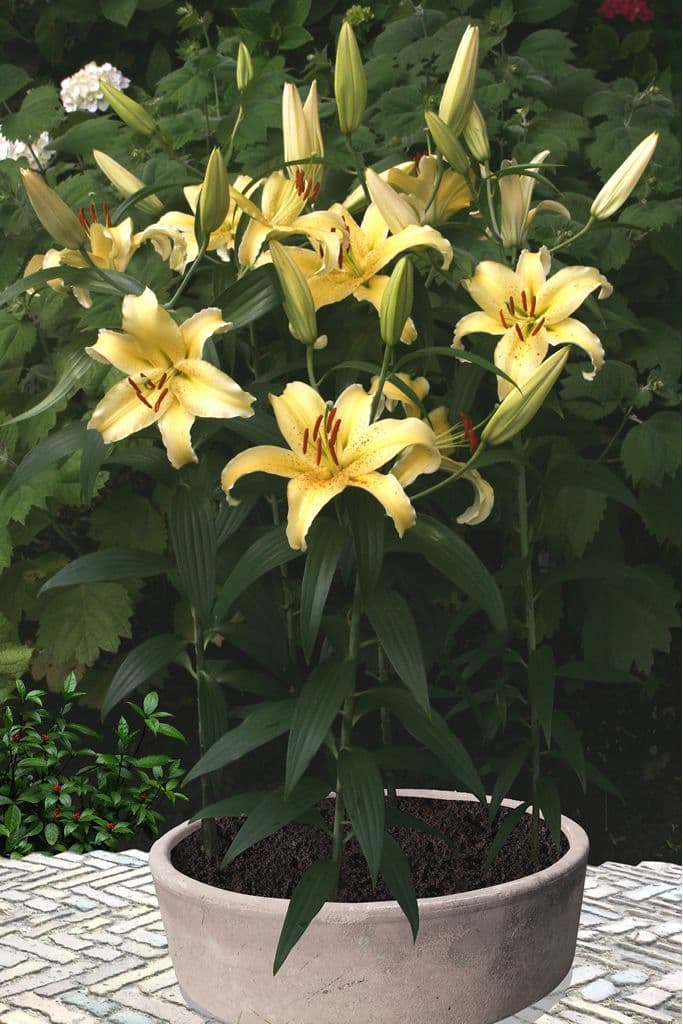 Lilium Gold Fever