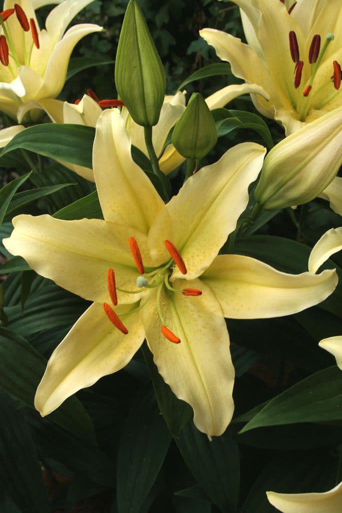 Lilium Gold Party