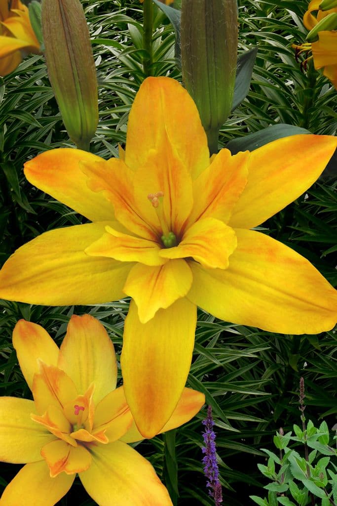 Lilium Gold Twin