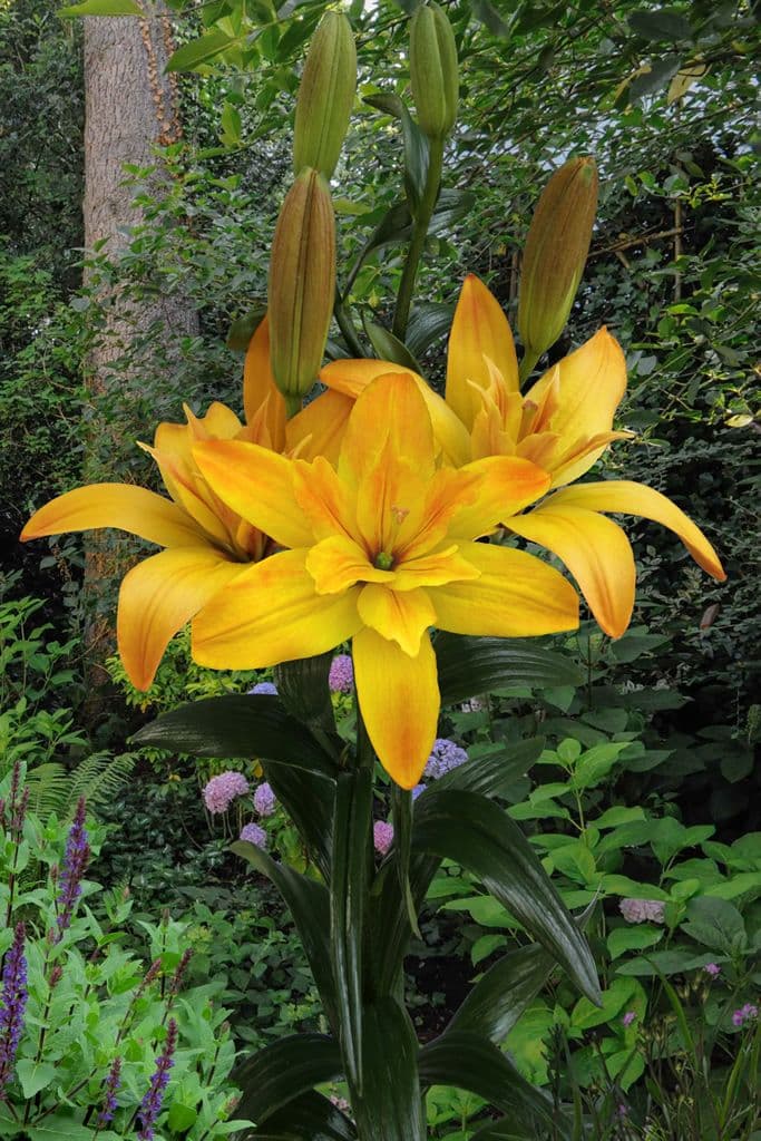 Lilium Gold Twin