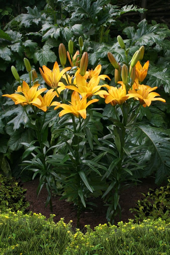 Lilium Gold Twin