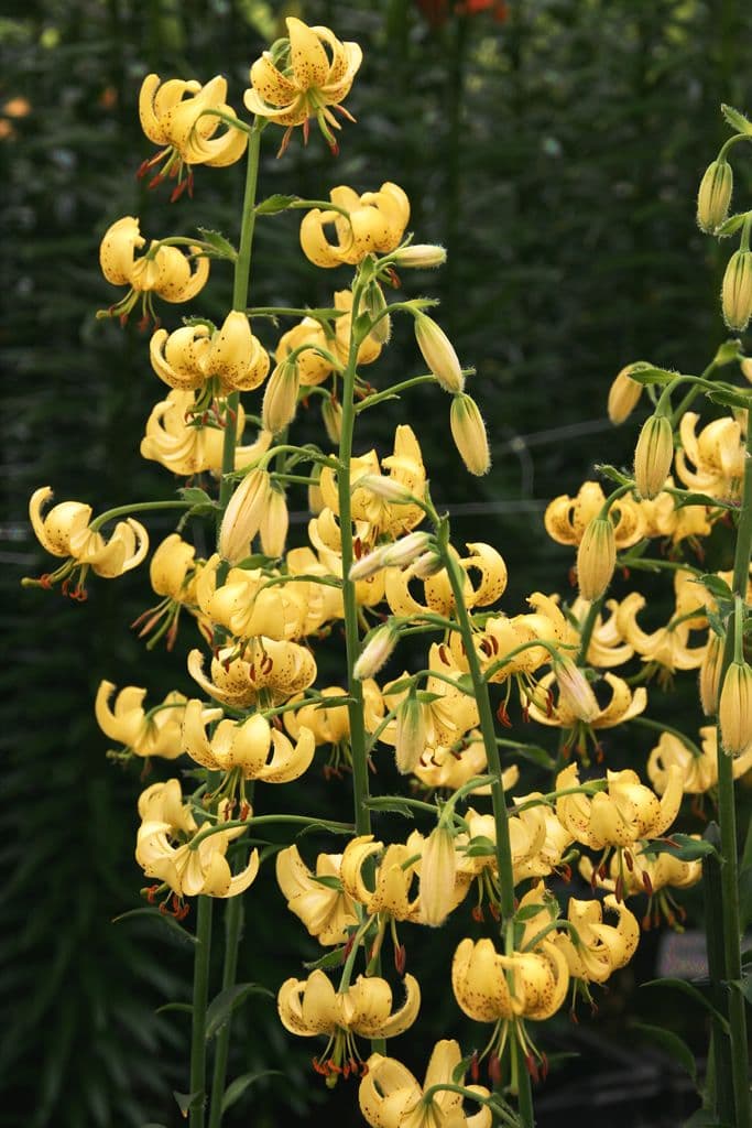 Lilium Golden Morning
