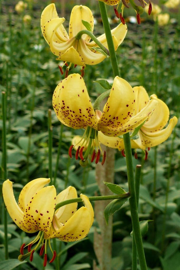 Lilium Golden Morning