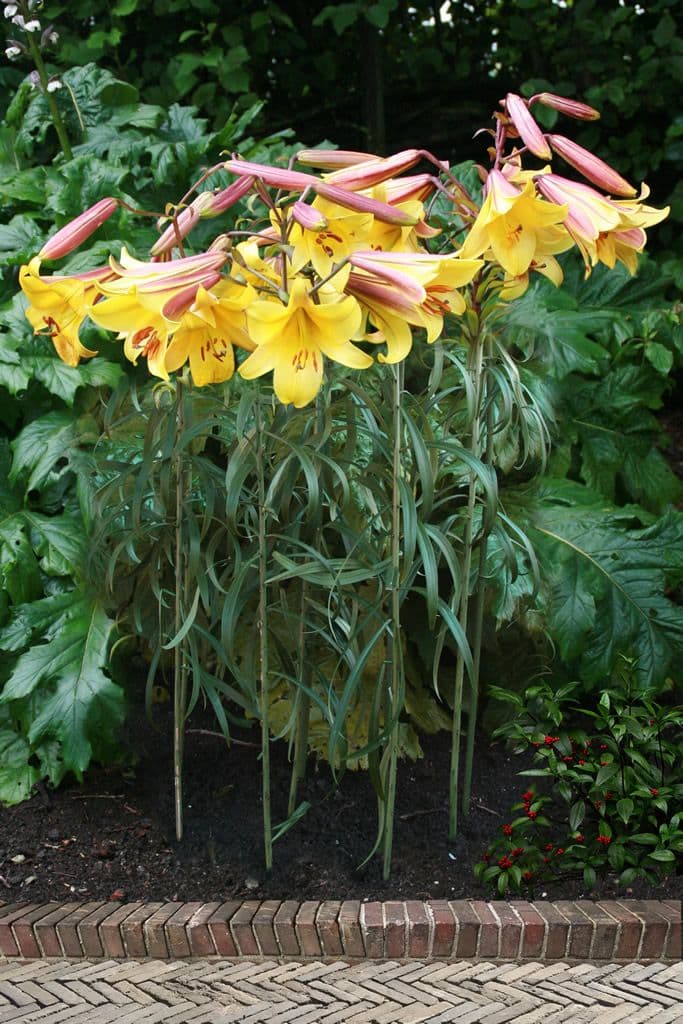 Lilium Golden Splendor