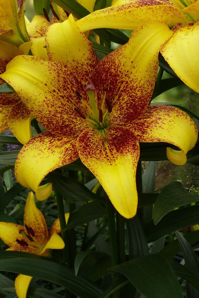 Lilium Golden Stone