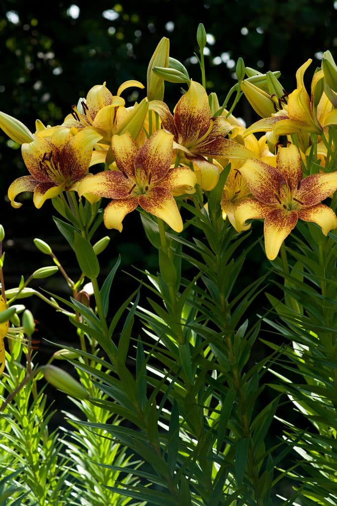 Lilium Golden Stone