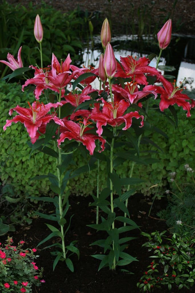 Lilium Gomera