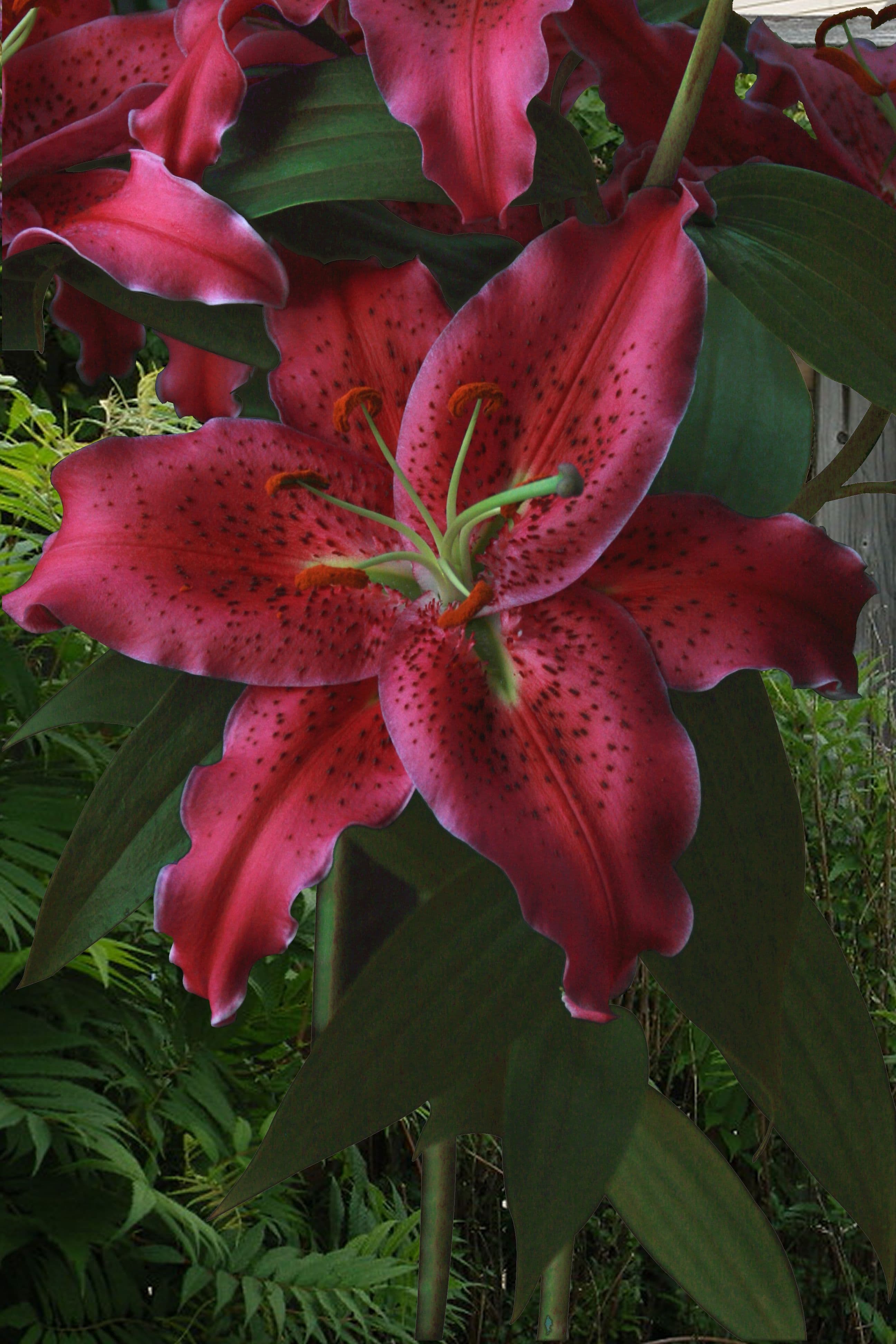 Lilium Gomera