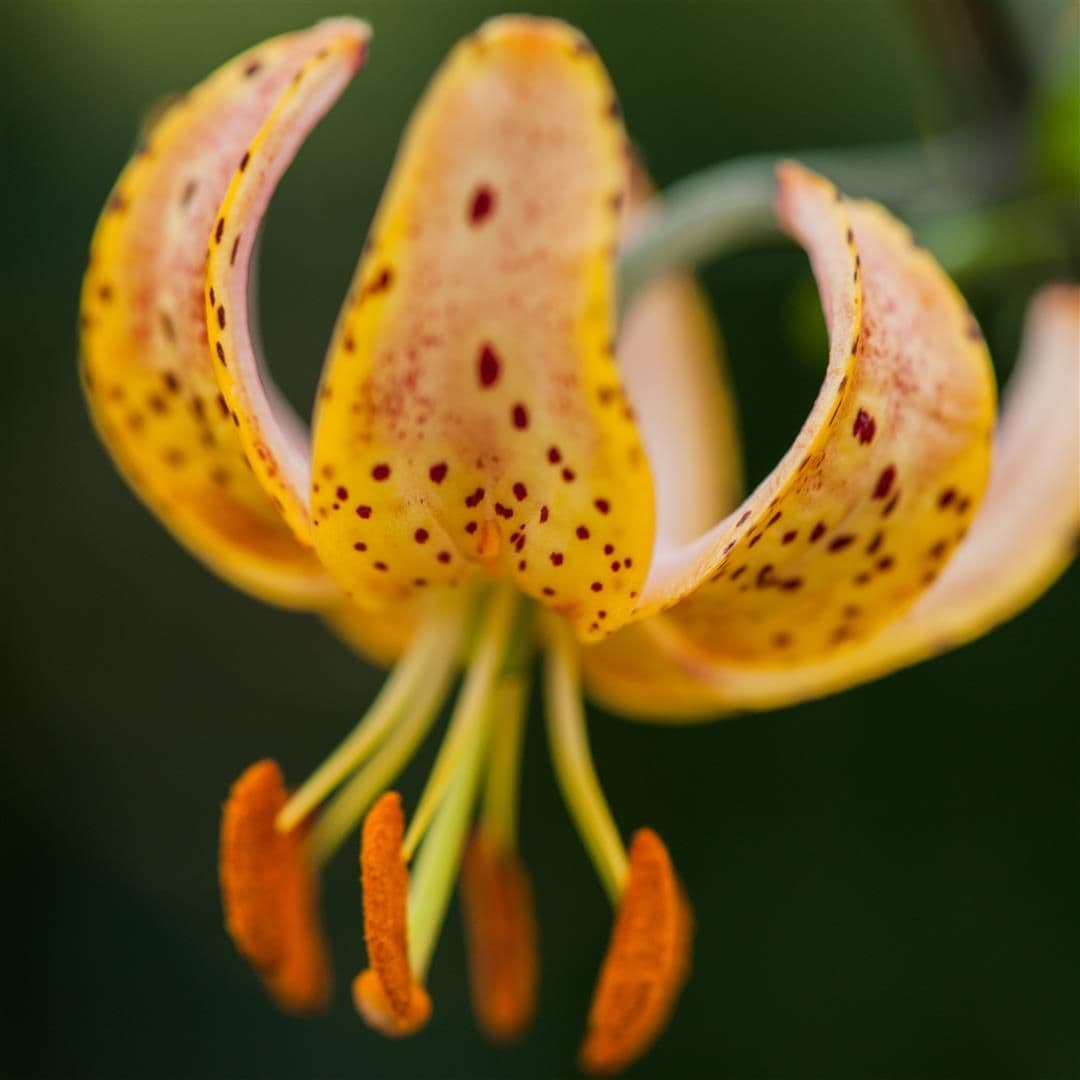 Lilium Guinea Gold