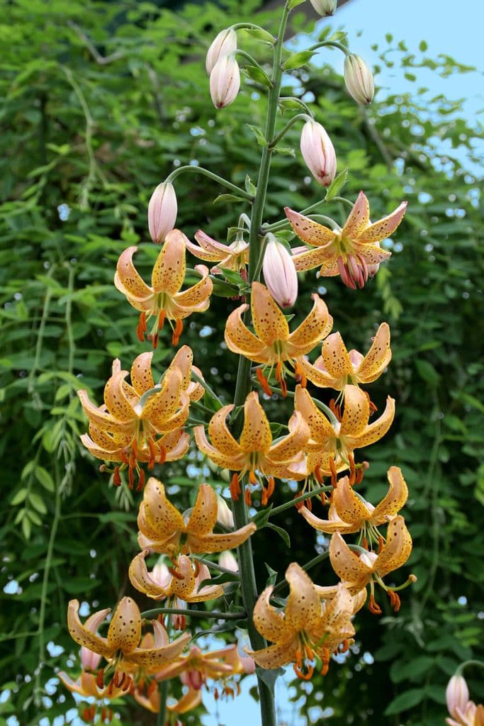 Lilium Guinea Gold