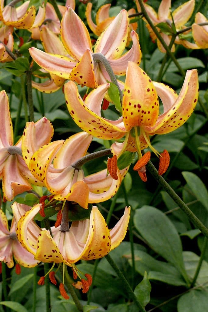 Lilium Guinea Gold
