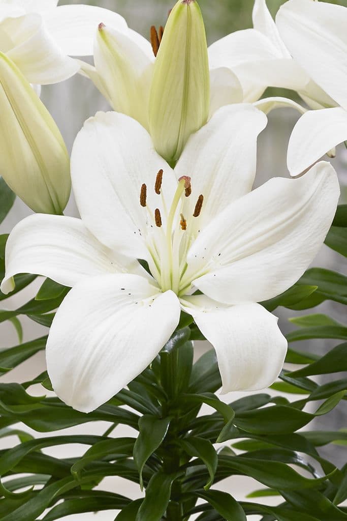 Lilium Gwen