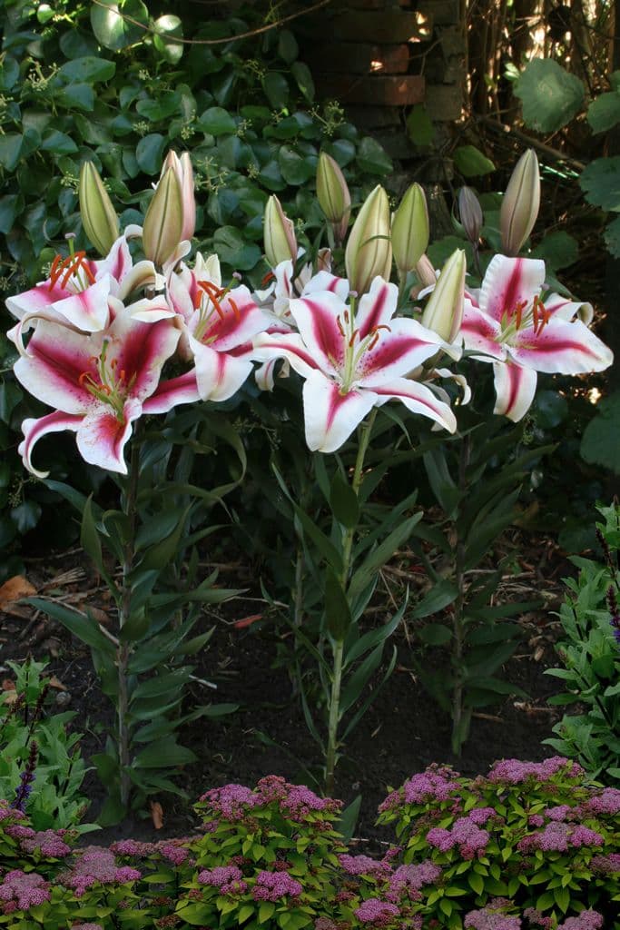 Lilium Hachi