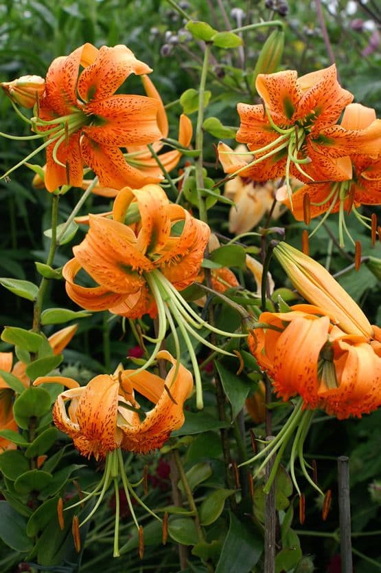 Lilium Henryi