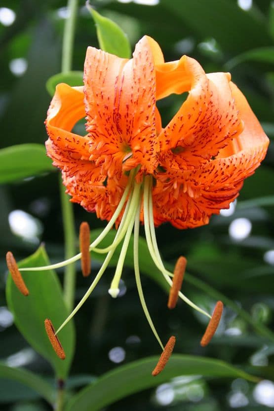 Lilium Henryi