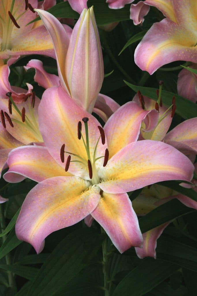Lilium Hocus Pocus
