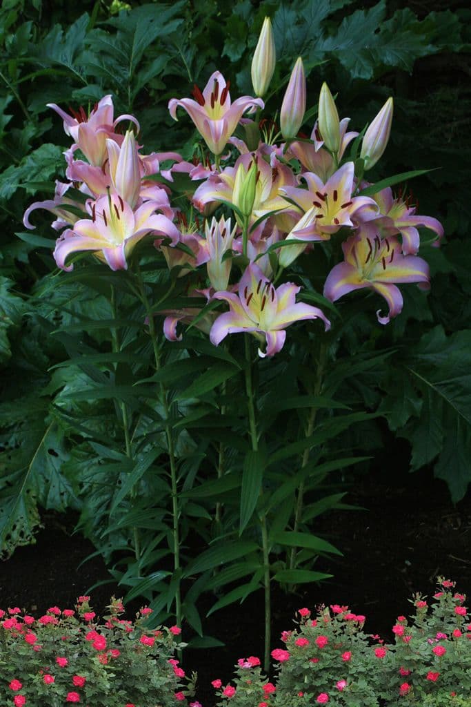 Lilium Hocus Pocus