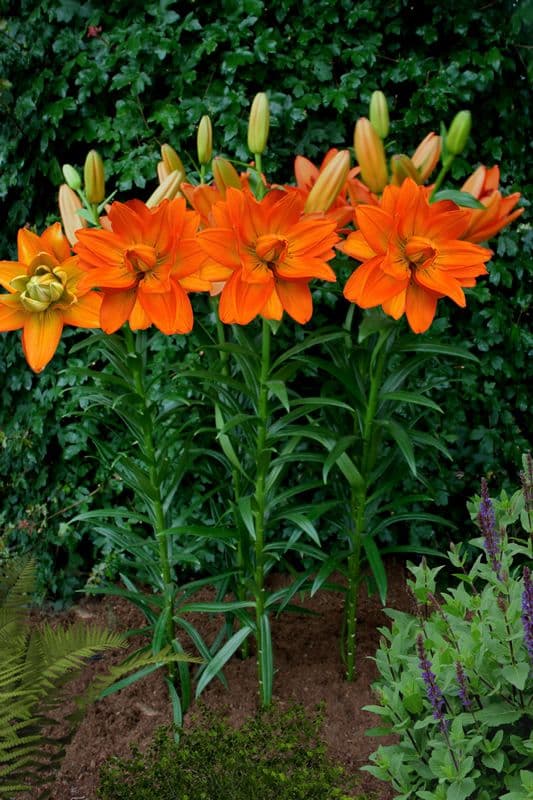 Lilium Hulk