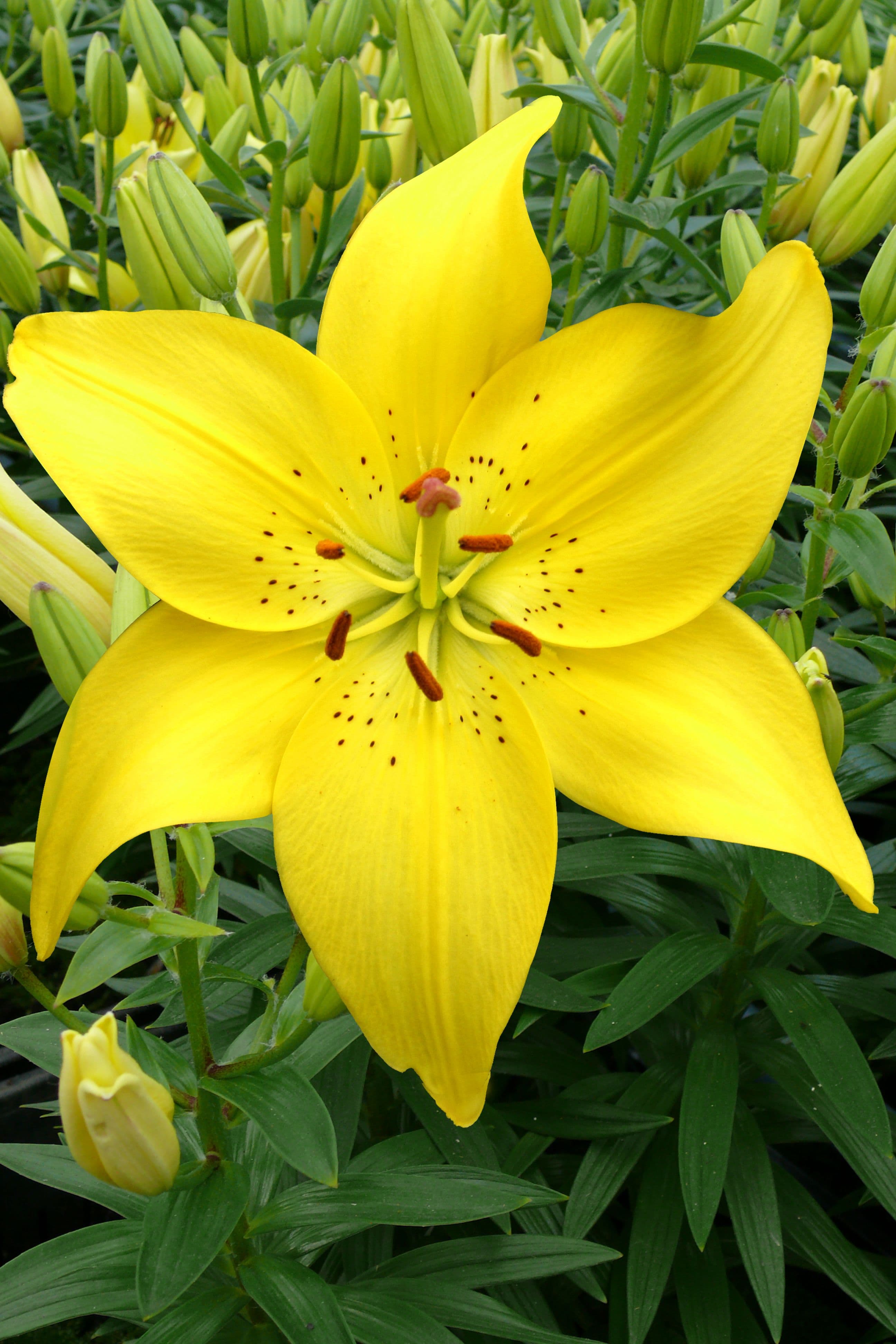 Lilium Ilse