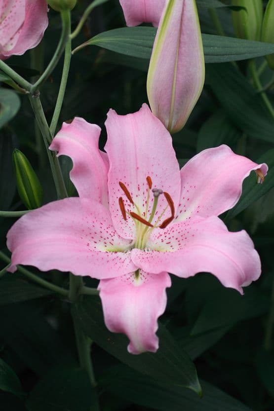 Lilium Josephine
