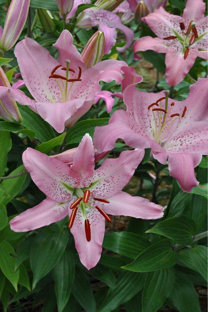 Lilium Josephine