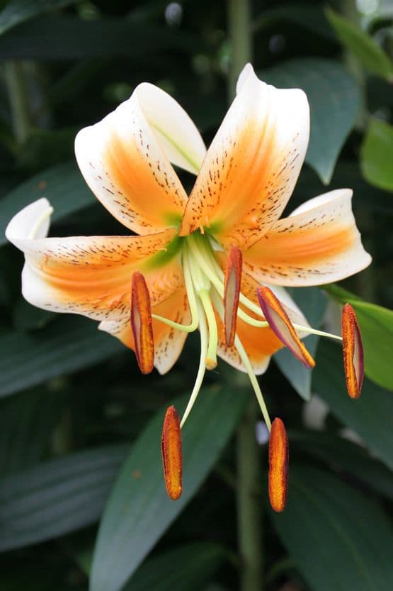 Lilium Lady Alice