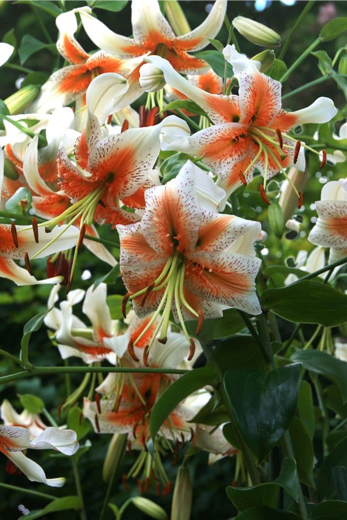 Lilium Lady Alice