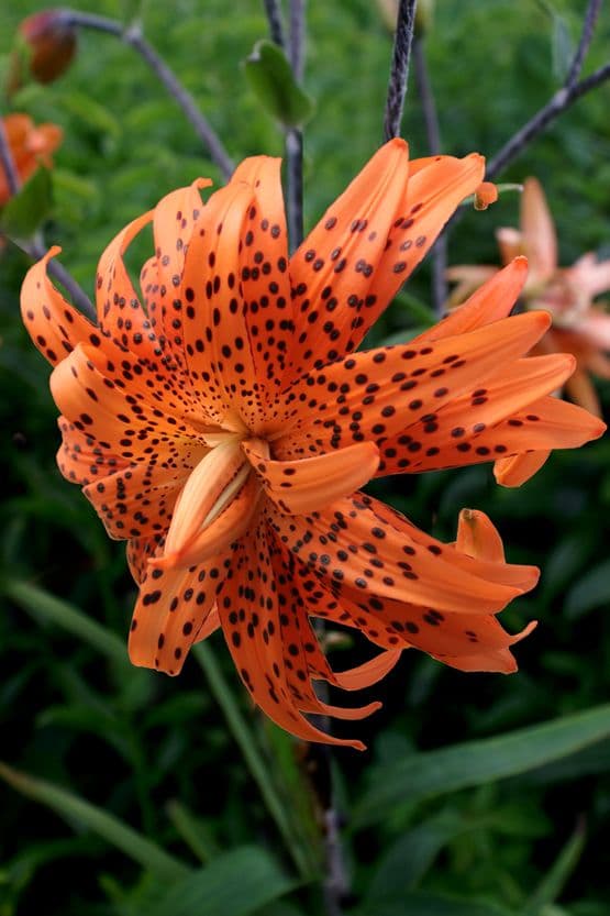 Lilium Lancifolium Flore Pleno