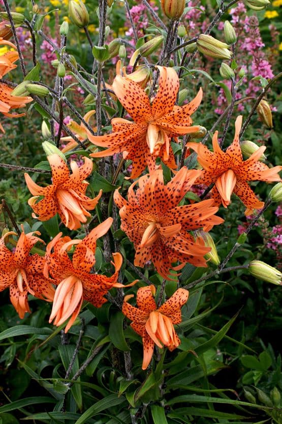 Lilium Lancifolium Flore Pleno
