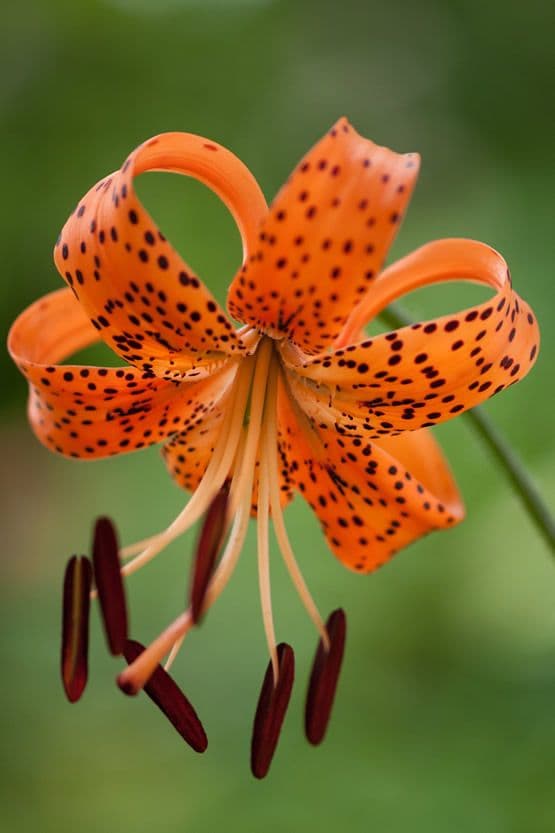 Lilium Lancifolium Splendens