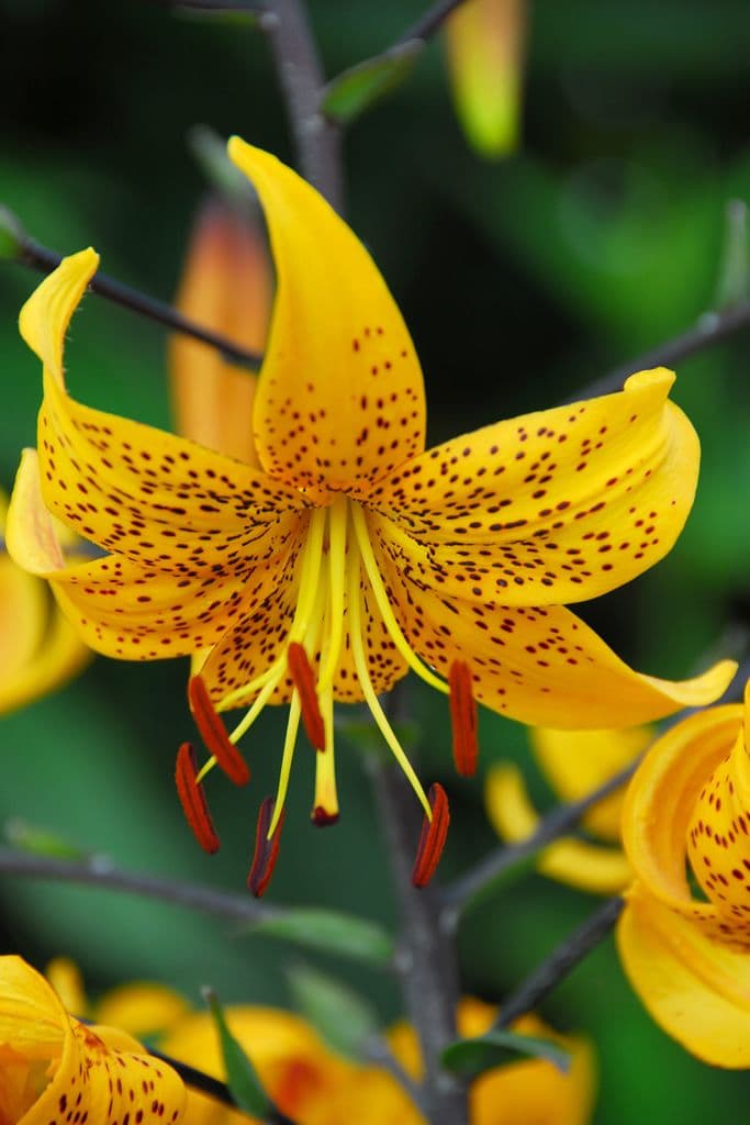 Lilium Leichtlinii