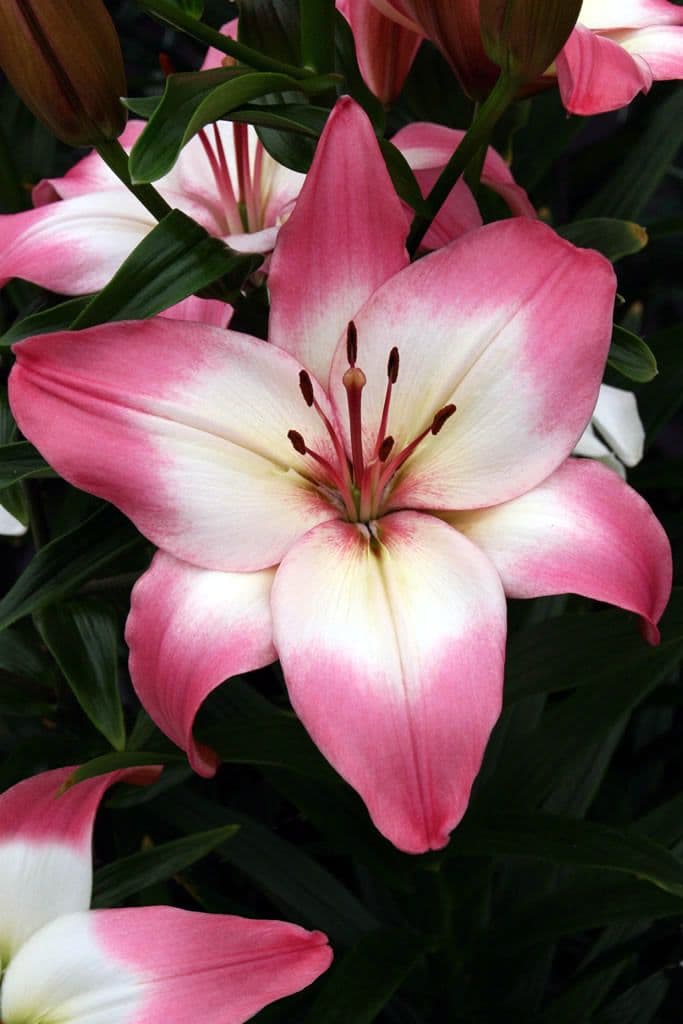 Lilium Levi