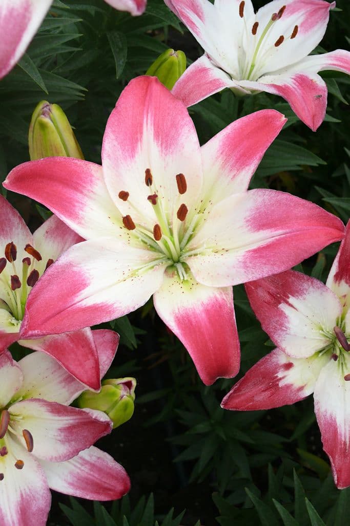 Lilium Lollypop