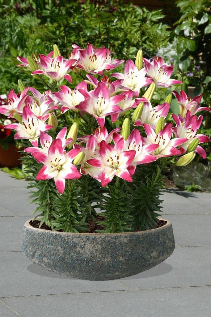Lilium Lollypop