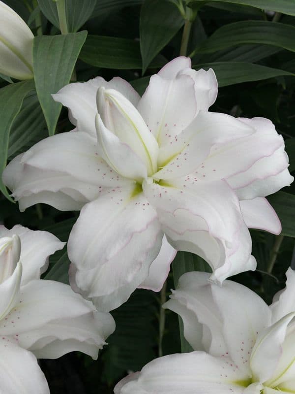 Lilium Lotus Beauty