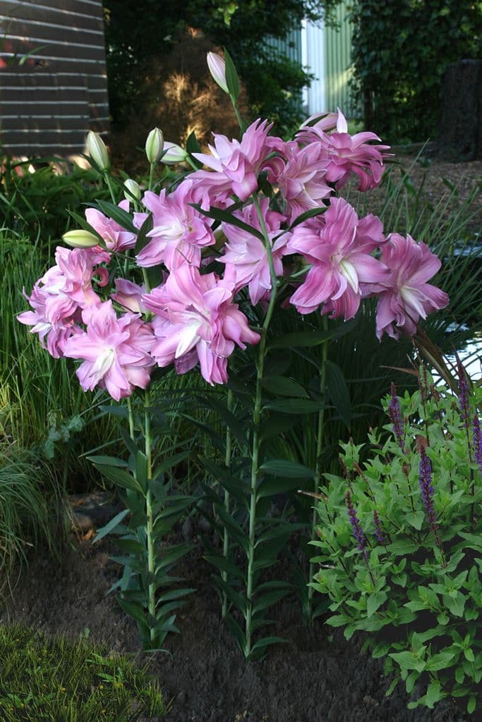 Lilium Lotus Breeze