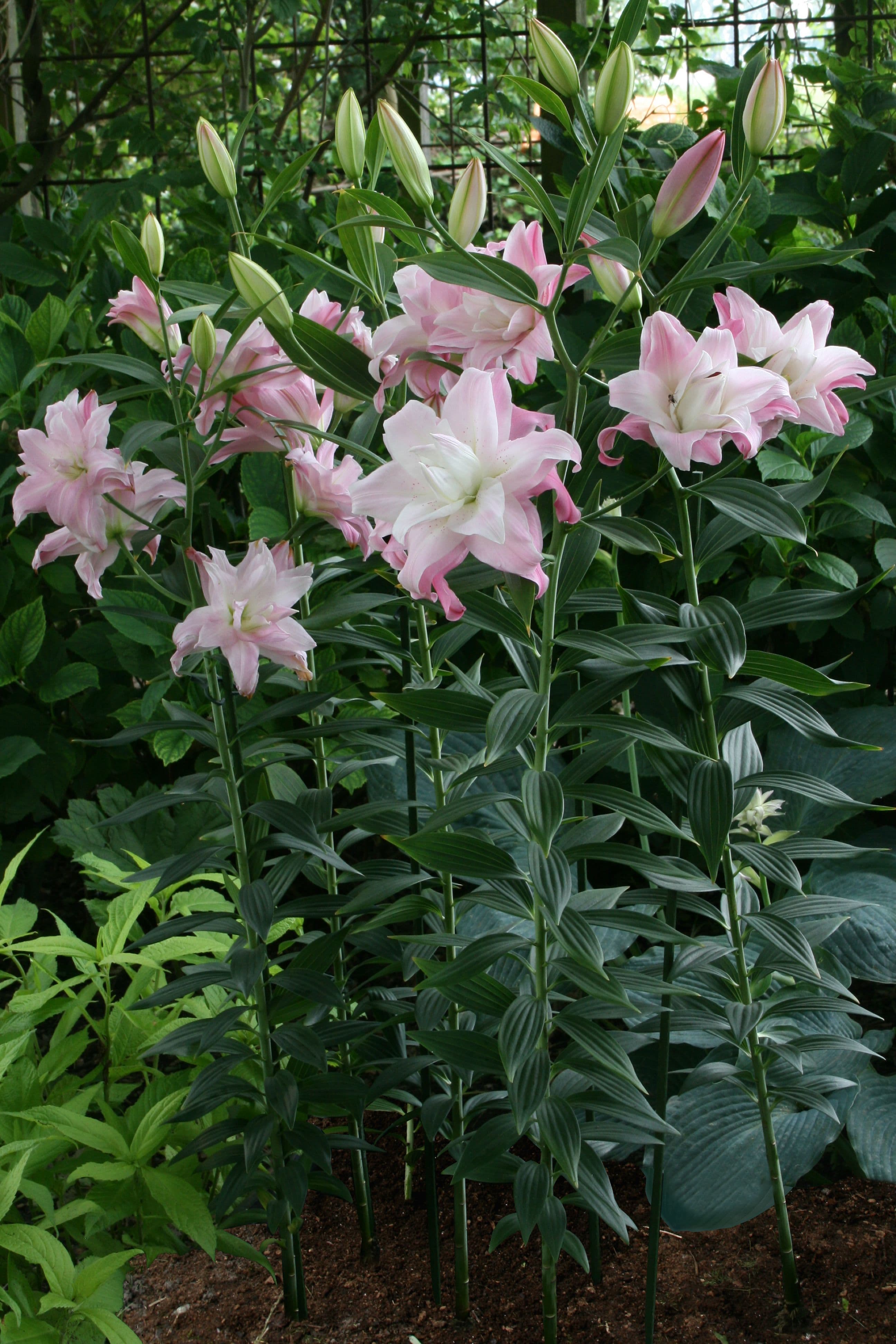 Lilium Lotus Queen