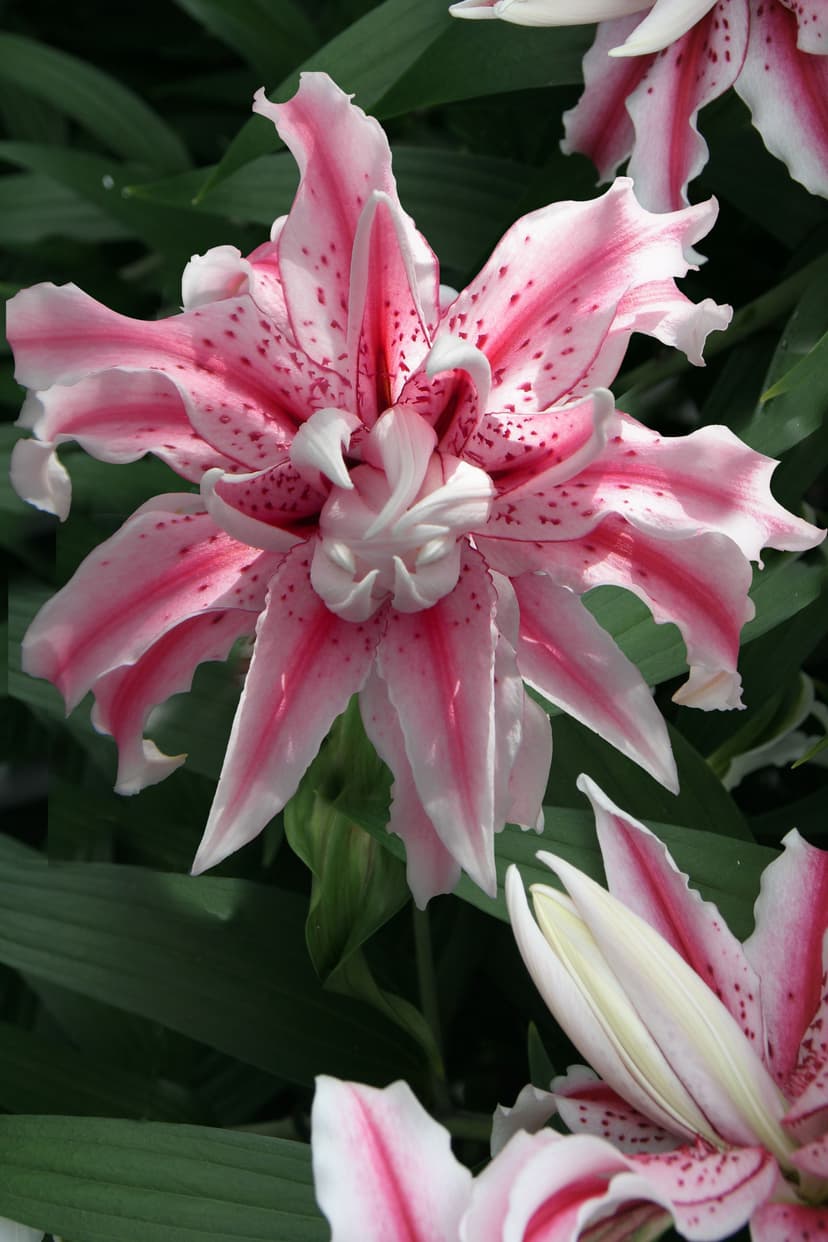 Lilium Magic Star