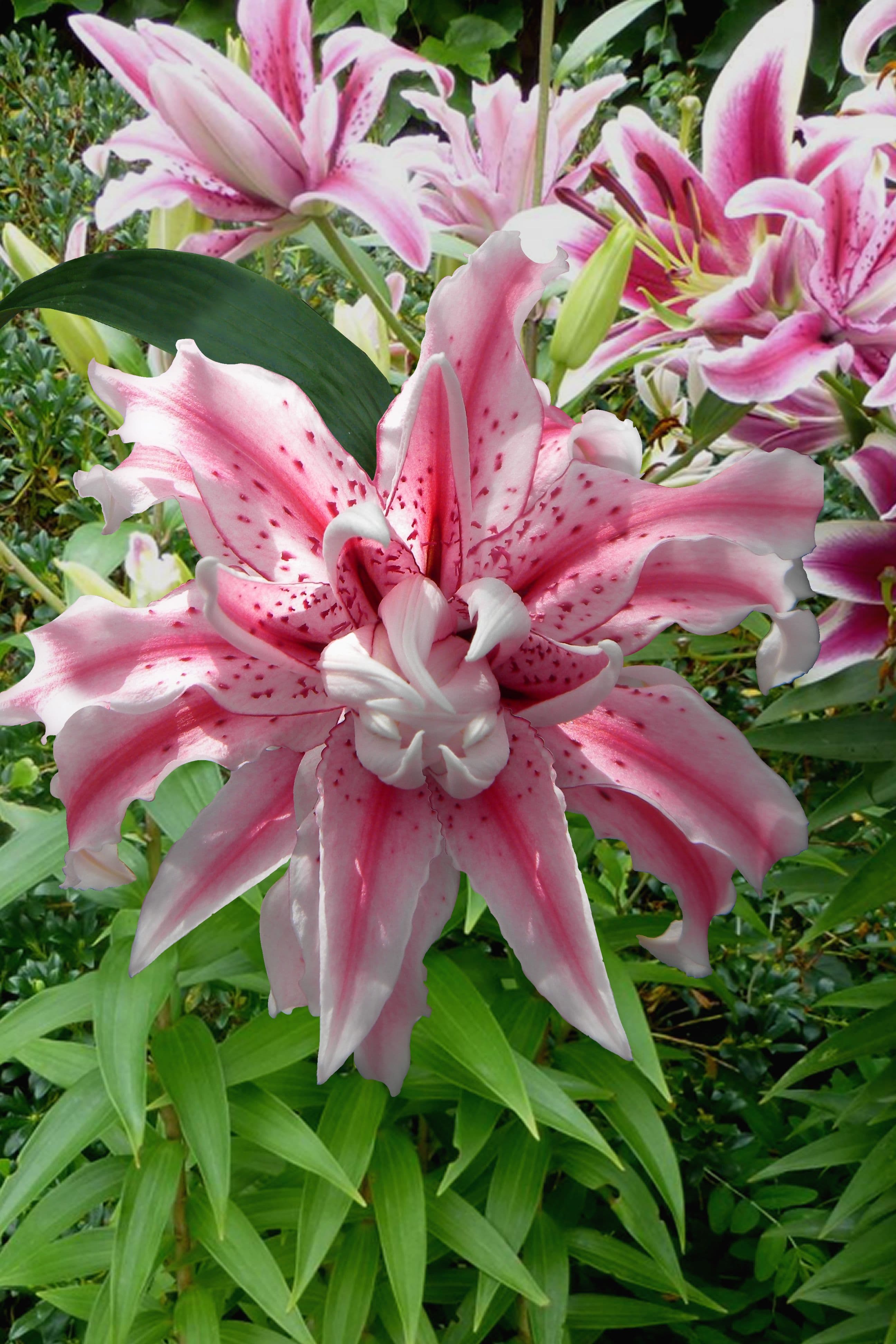 Lilium Magic Star